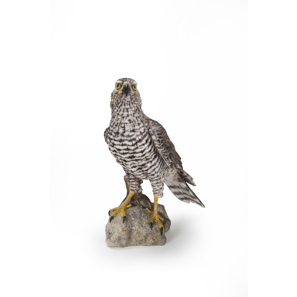 Northern Goshawk Standing On Rock Statue. Picture 4