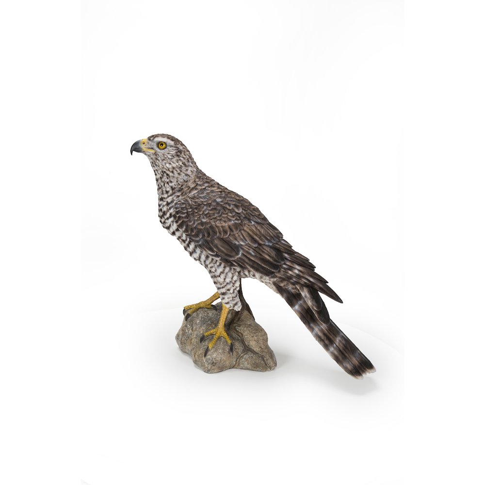 Northern Goshawk Standing On Rock Statue. Picture 1