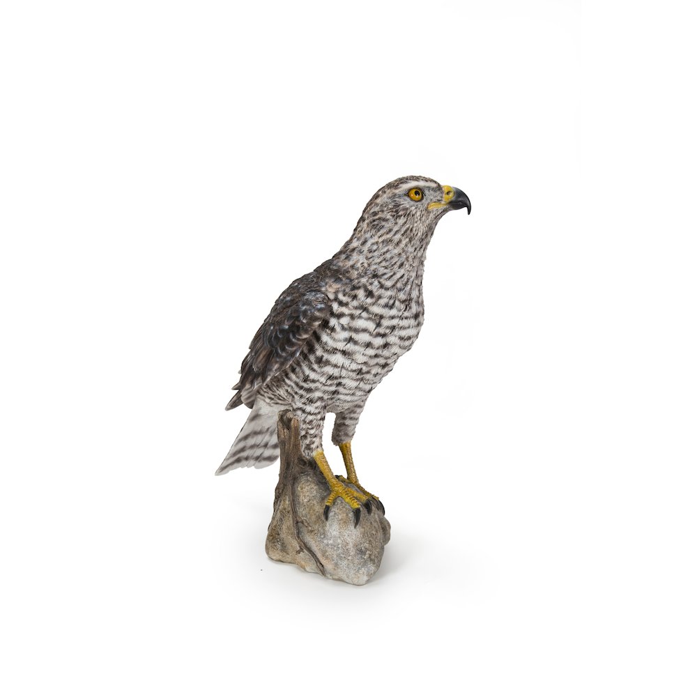 Northern Goshawk Standing On Rock Statue. Picture 2