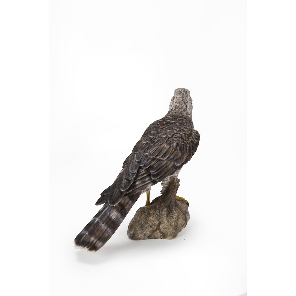 Northern Goshawk Standing On Rock Statue. Picture 3