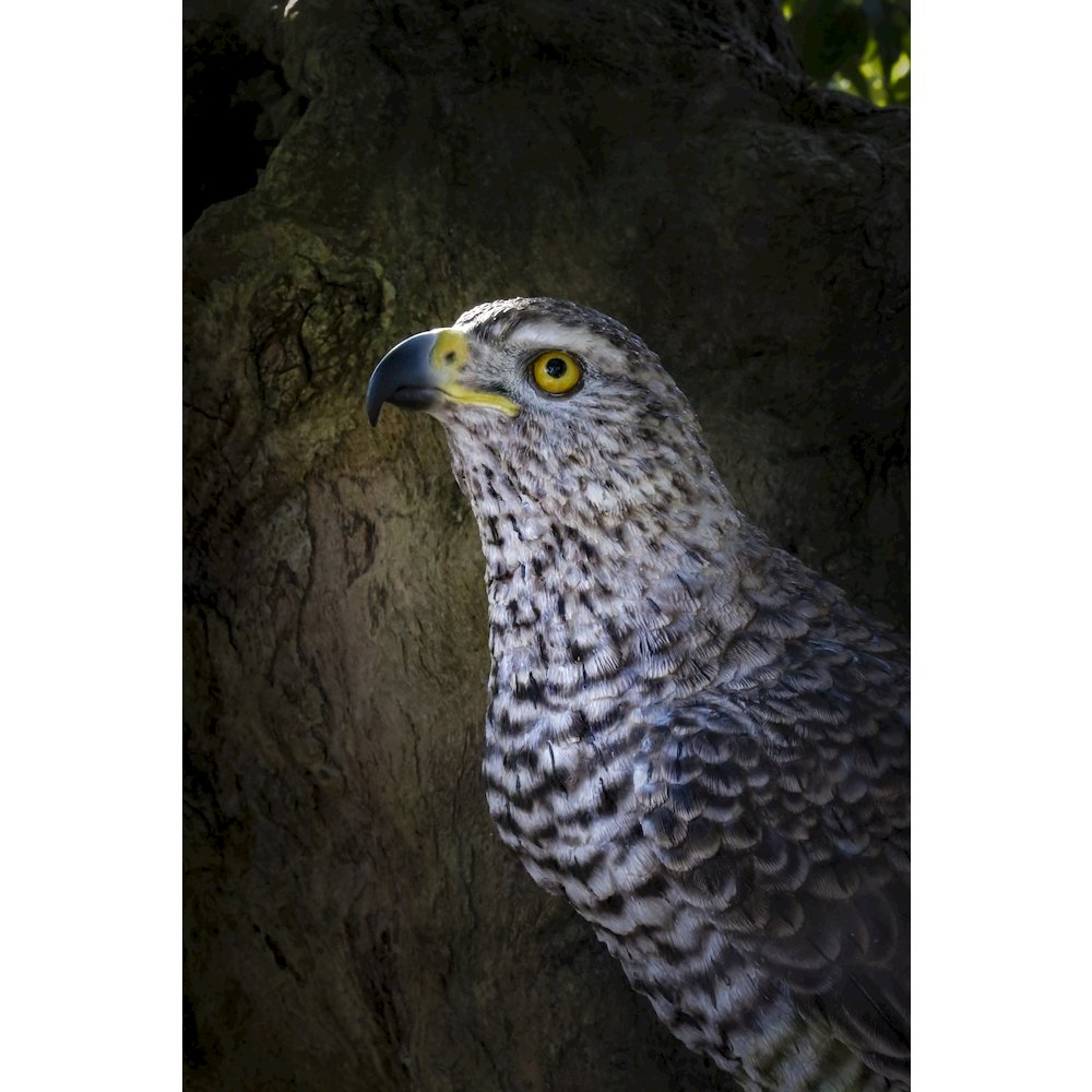 Northern Goshawk Standing On Rock Statue. Picture 7