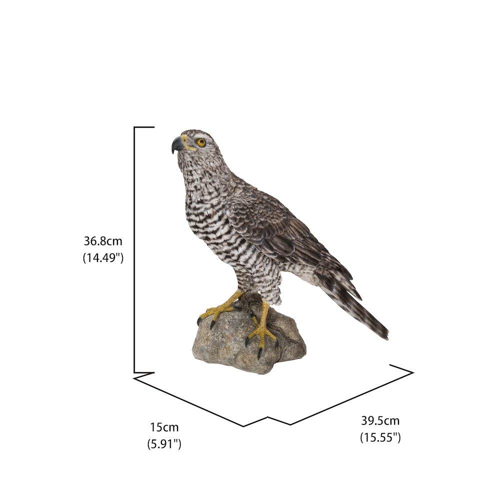 Northern Goshawk Standing On Rock Statue. Picture 5