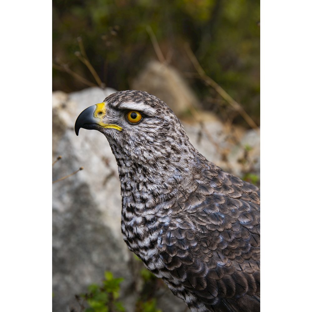Northern Goshawk Standing On Rock Statue. Picture 8