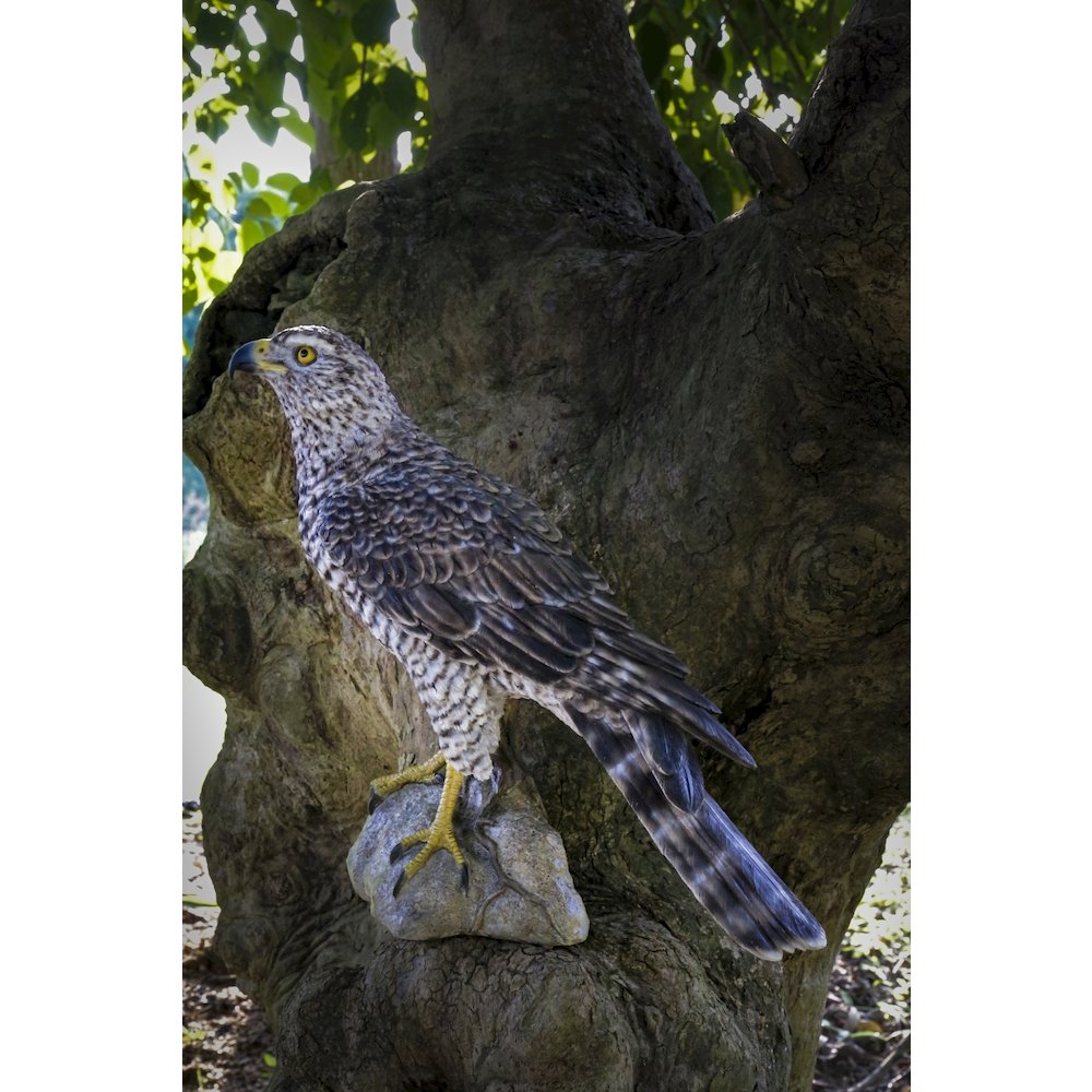 Northern Goshawk Standing On Rock Statue. Picture 6