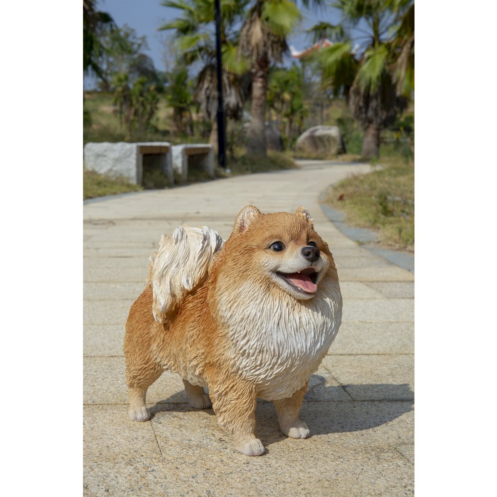 Medium Standing Pomeranian. Picture 6