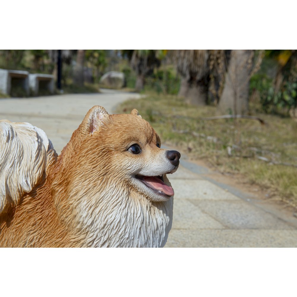 Medium Standing Pomeranian. Picture 2