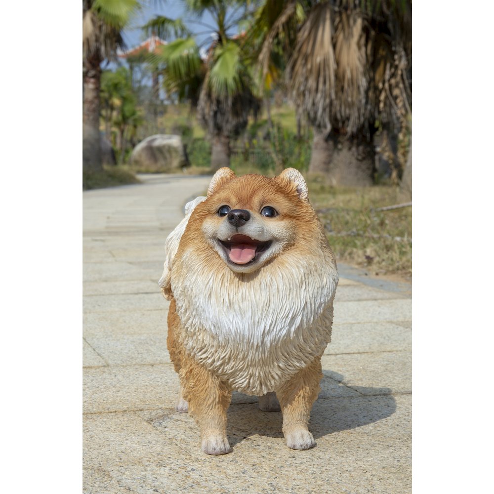 Medium Standing Pomeranian. Picture 4
