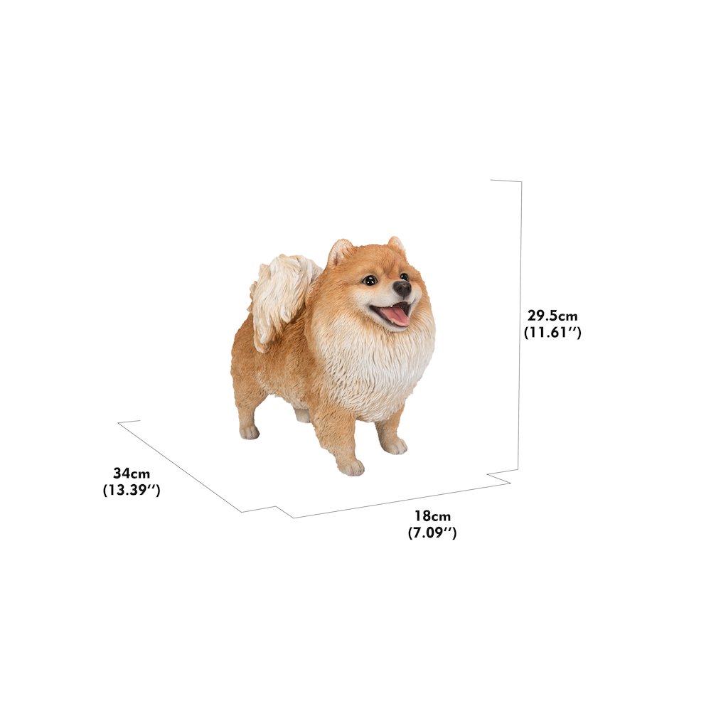 Medium Standing Pomeranian. Picture 3