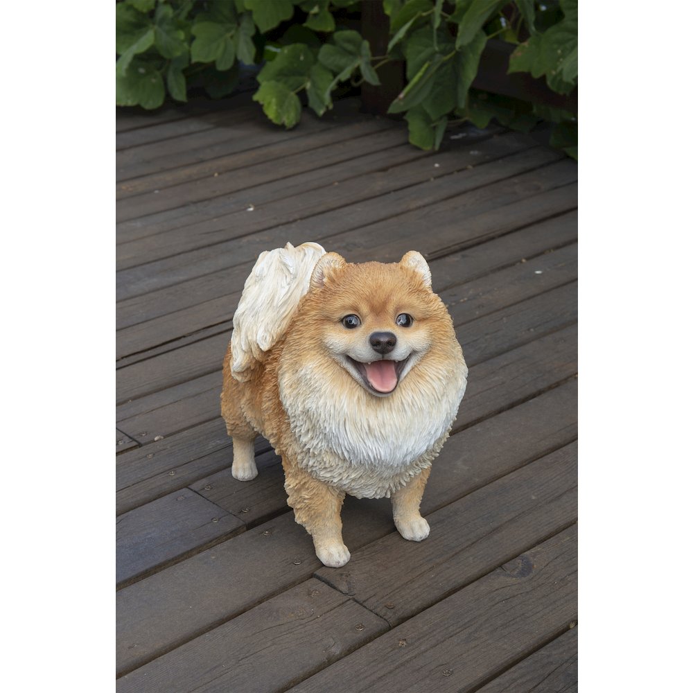 Medium Standing Pomeranian. Picture 5