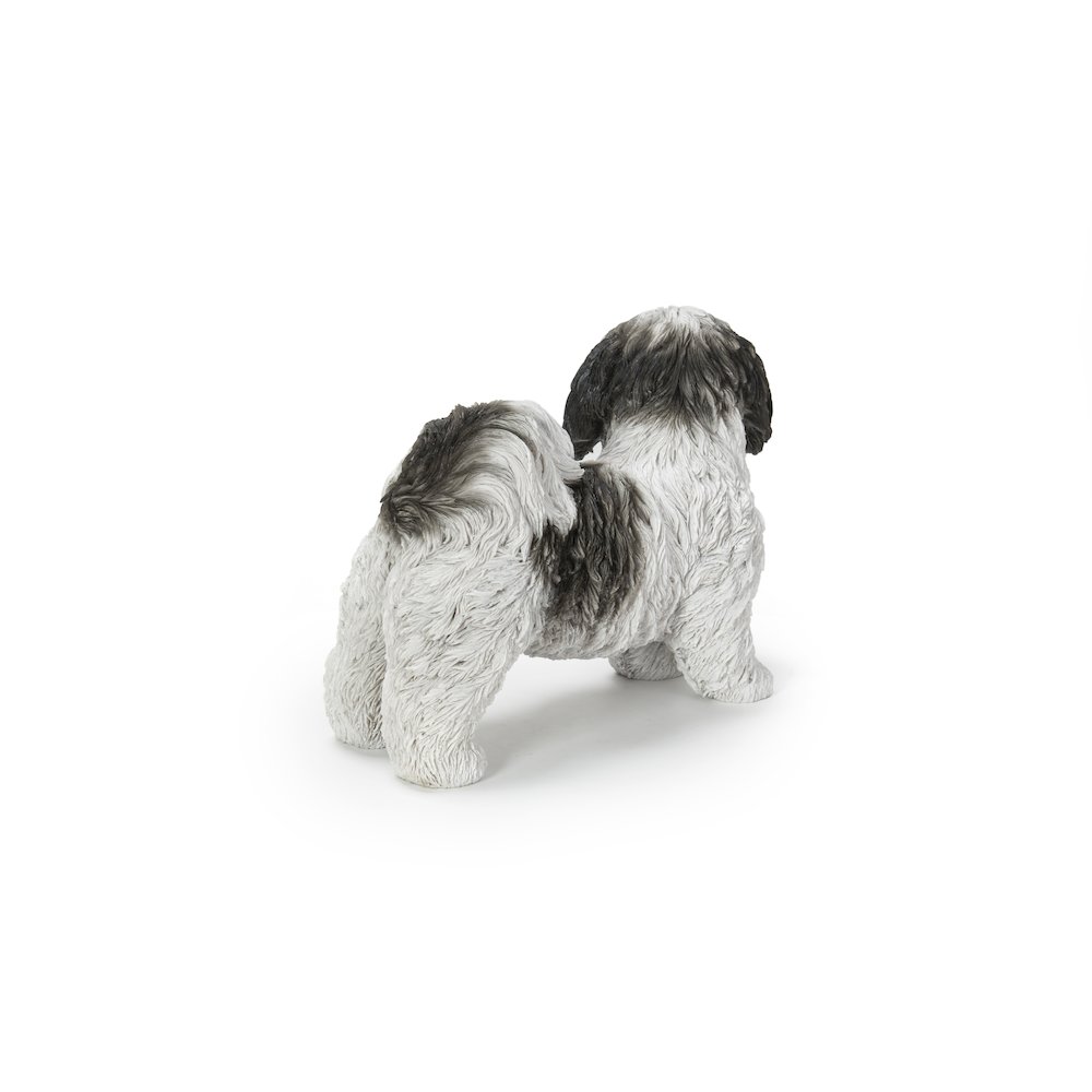 Black & White Standing Shih Tzu. Picture 5