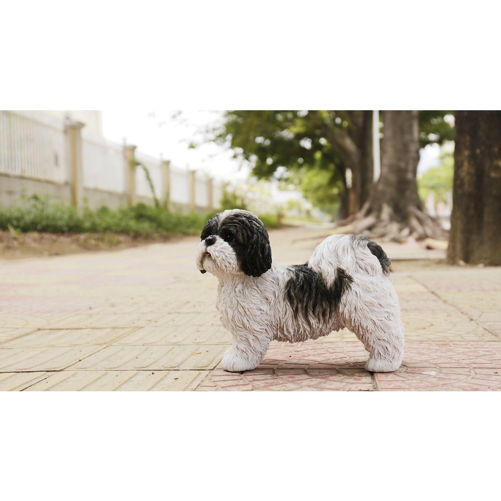 Black & White Standing Shih Tzu. Picture 3