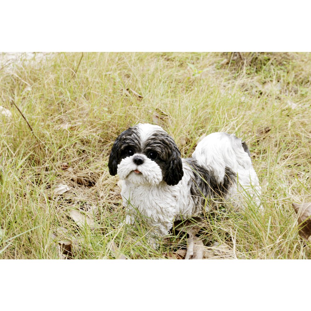 Black & White Standing Shih Tzu. Picture 6