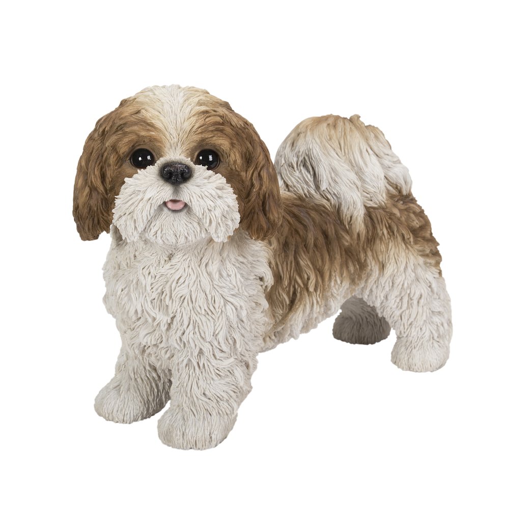 Brown & White Standing Shih Tzu. Picture 2