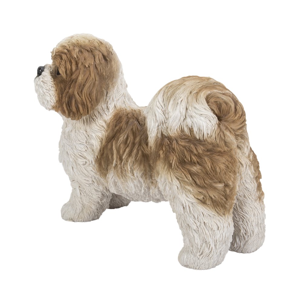 Brown & White Standing Shih Tzu. Picture 3