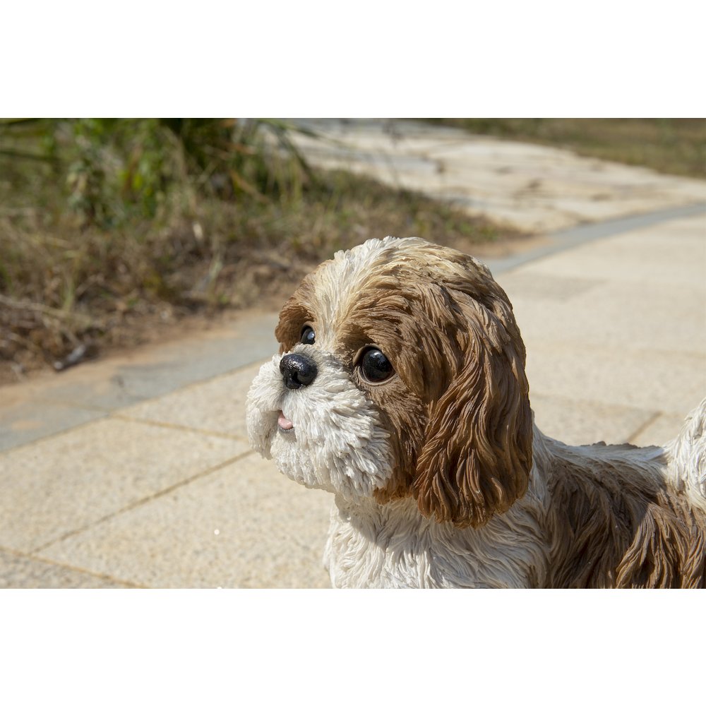 Brown & White Standing Shih Tzu. Picture 7