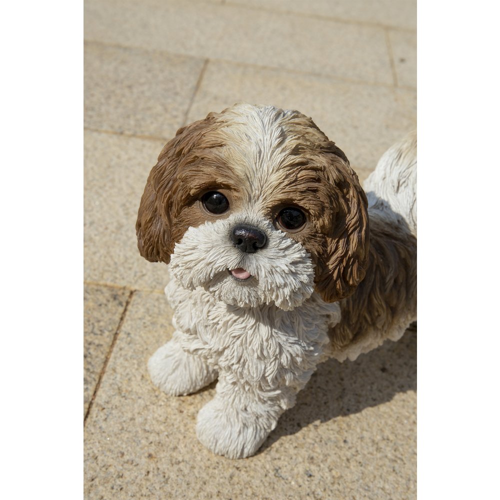 Brown & White Standing Shih Tzu. Picture 6