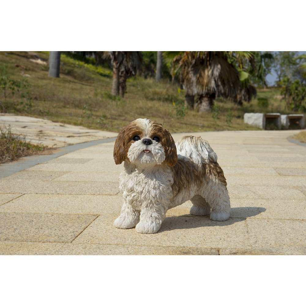 Brown & White Standing Shih Tzu. Picture 8