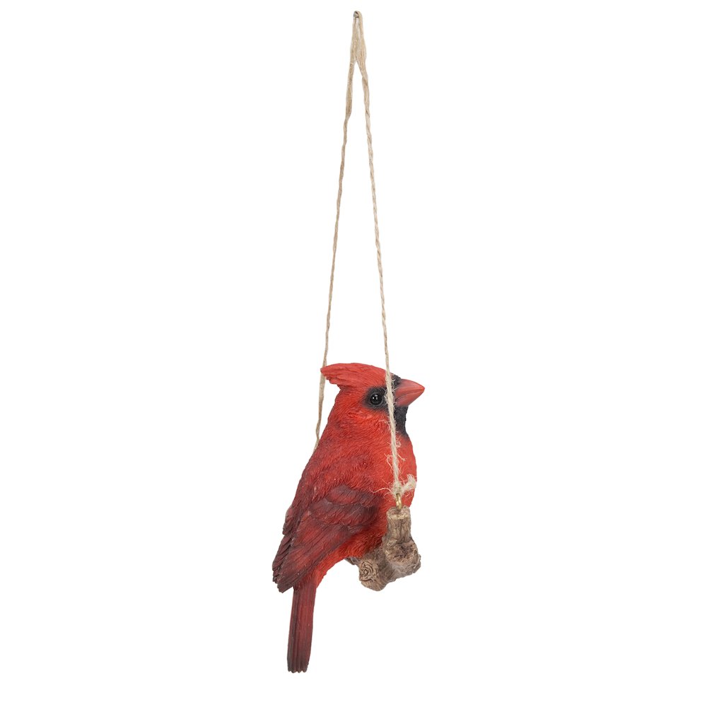 Hanging Cardinal On A Branch. Picture 6
