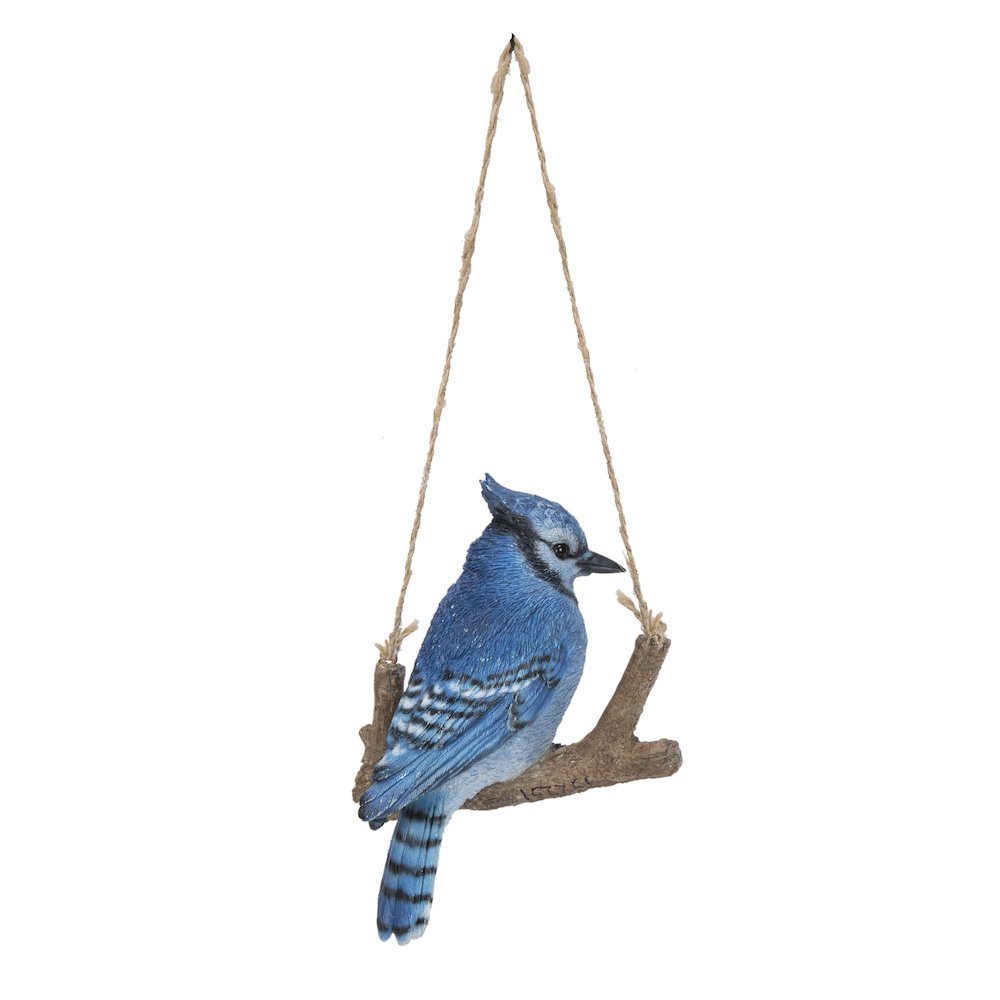 Hanging Blue Jay On A Branch. Picture 8