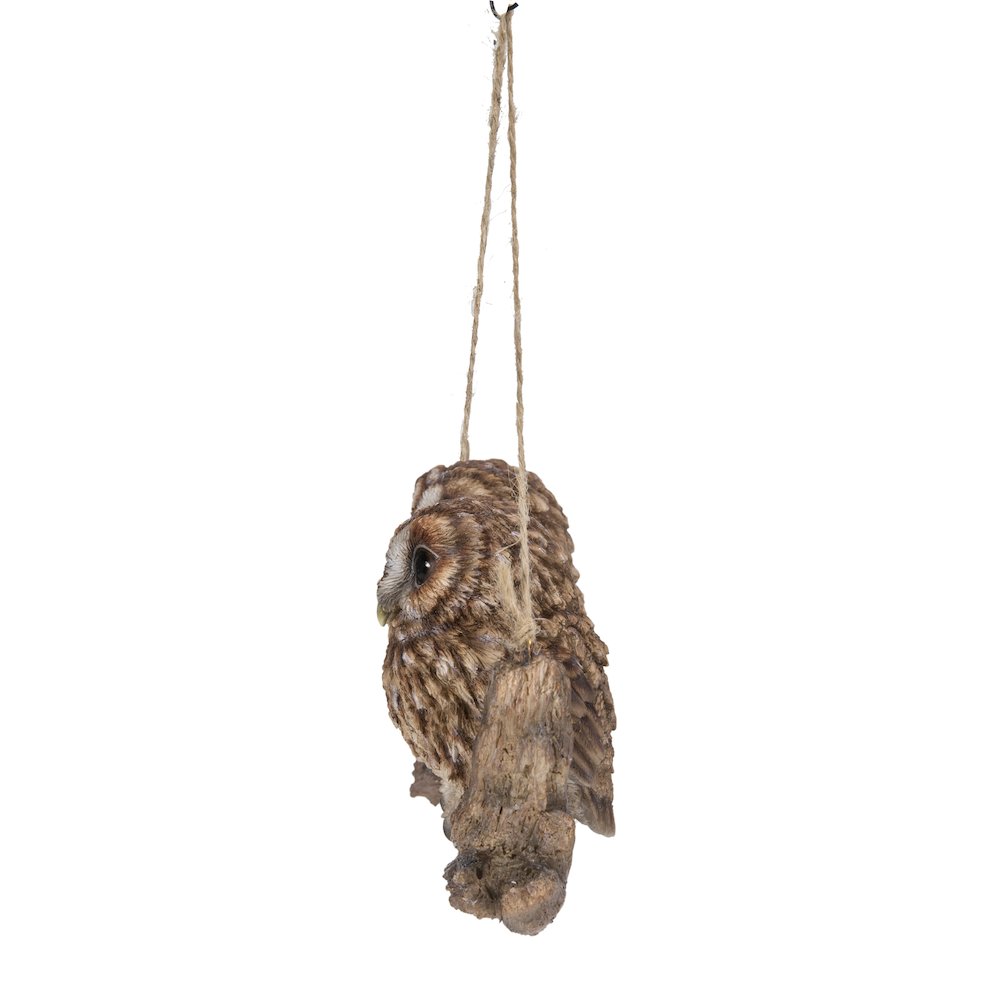 Hanging Baby Owlets On A Branch. Picture 1