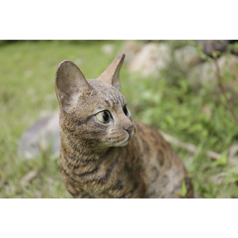 Sitting Bengal Cat. Picture 3