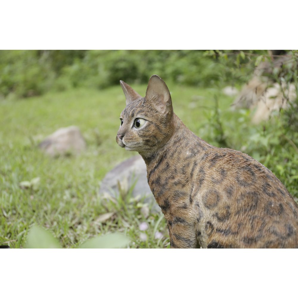 Sitting Bengal Cat. Picture 4