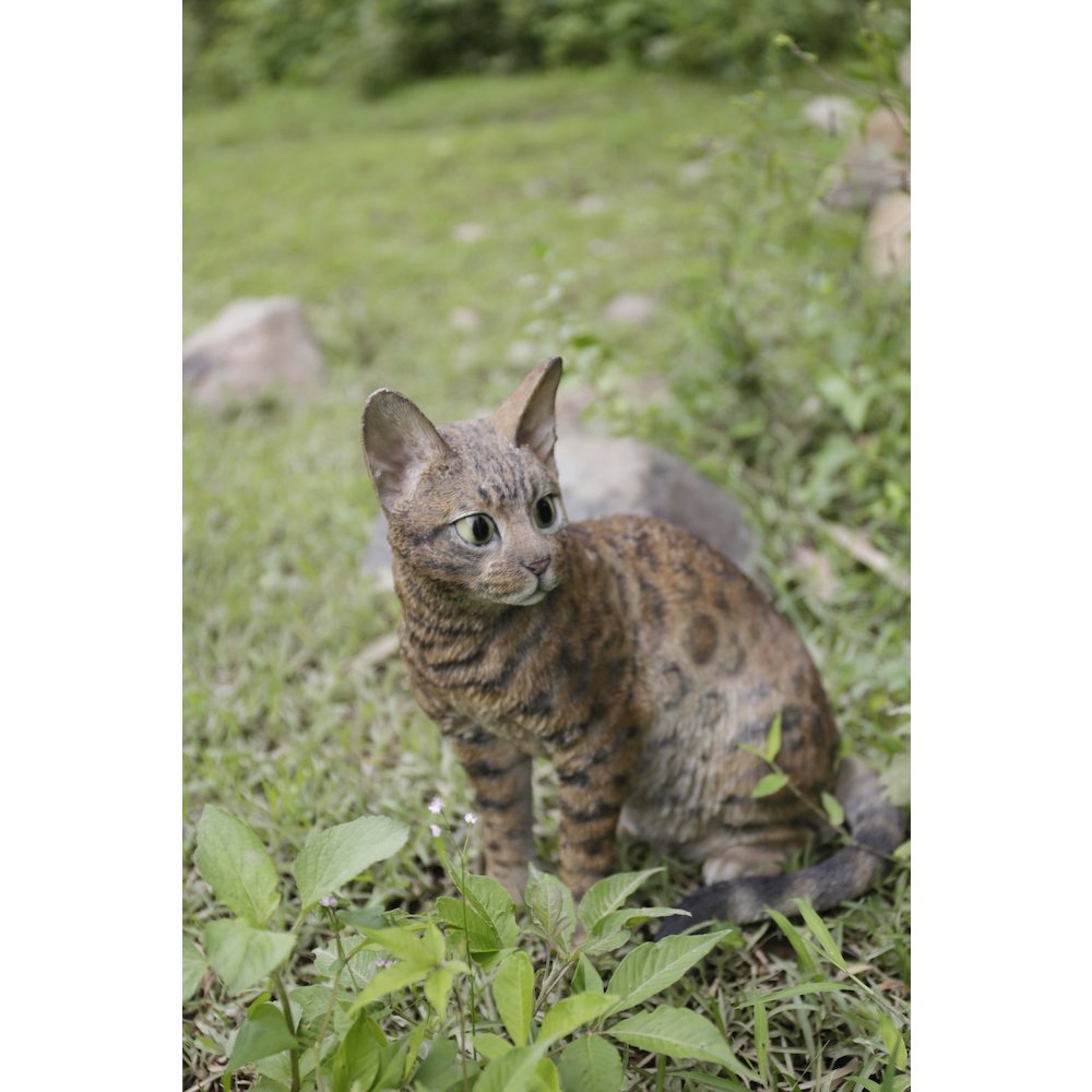 Sitting Bengal Cat. Picture 2