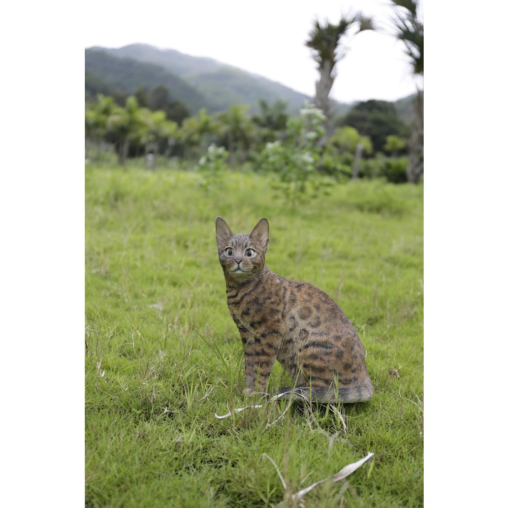 Sitting Bengal Cat. Picture 5