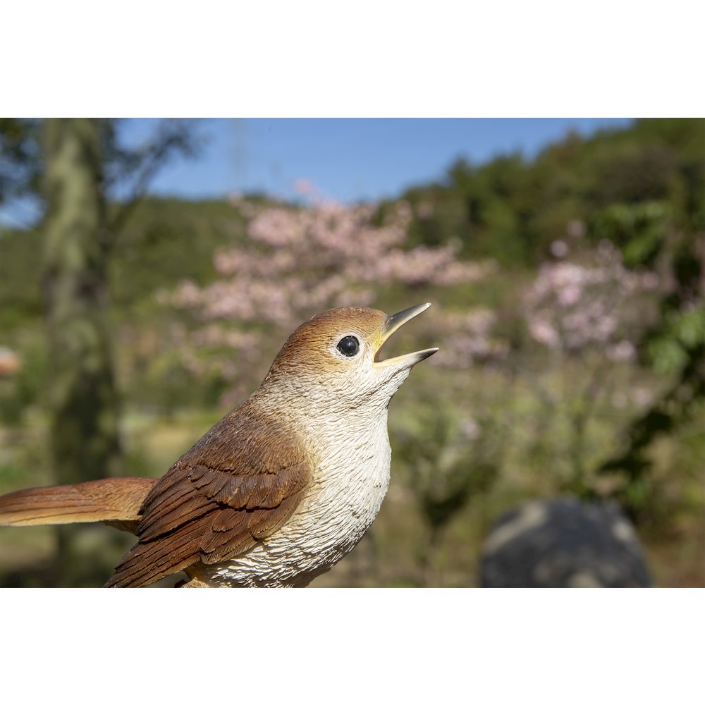 Motion Activated Singing Nightingale Standing On Stump. Picture 5