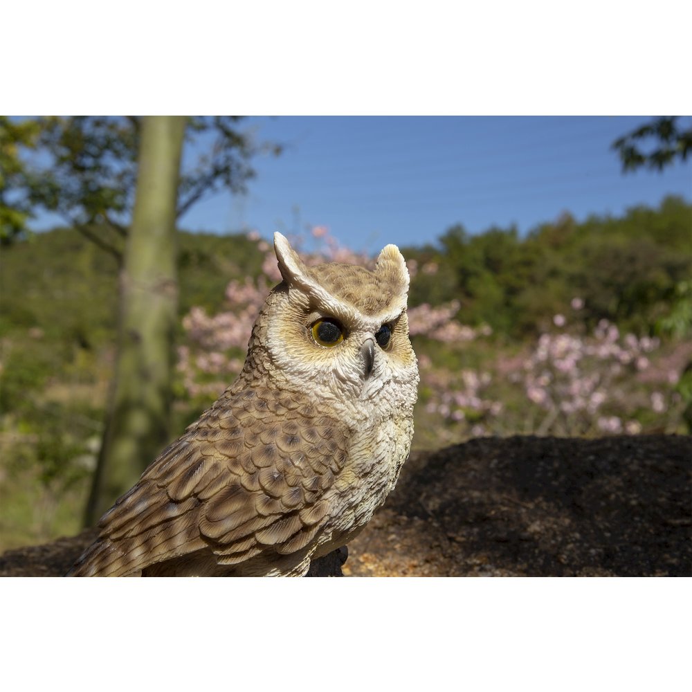 Motion Activated Singing Long Eared Owlet Standing On Stump. Picture 6