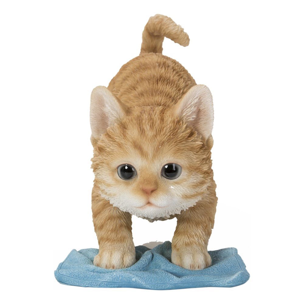 Kitten Mopping The Floor. Picture 2