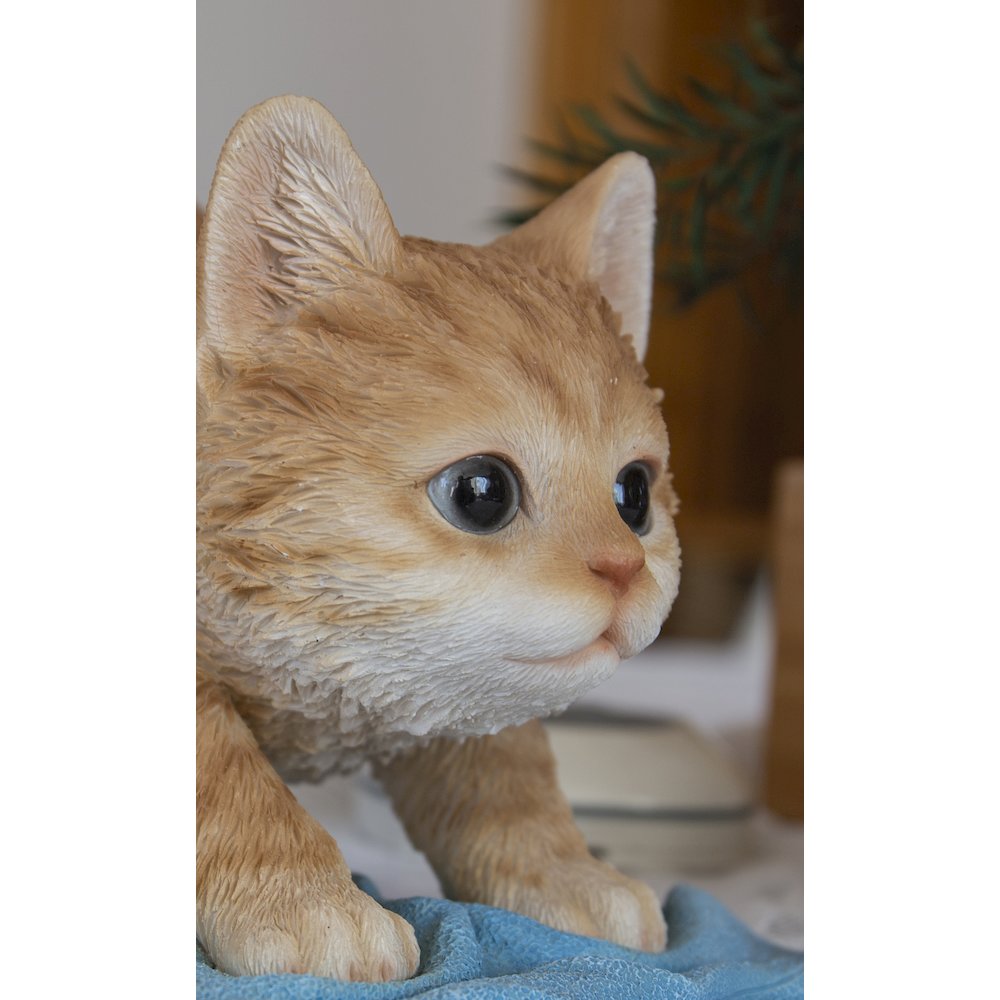 Kitten Mopping The Floor. Picture 6