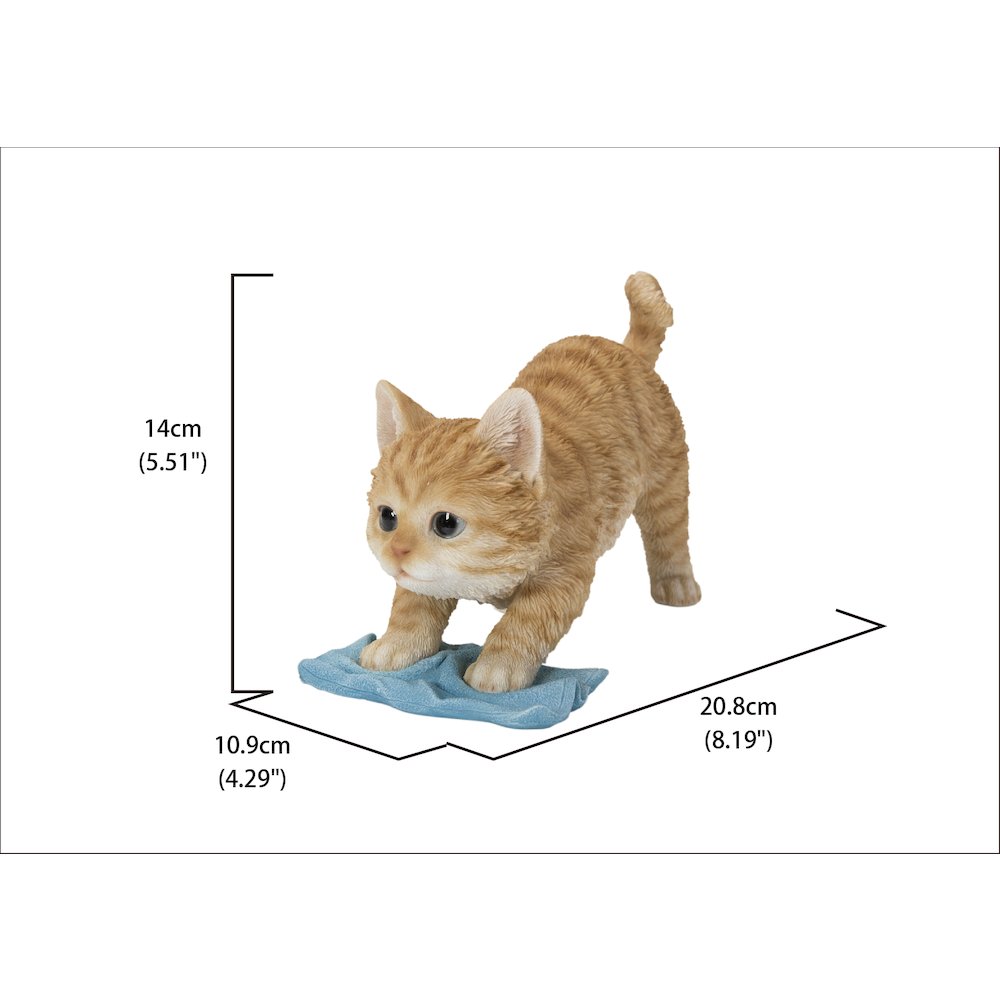 Kitten Mopping The Floor. Picture 5