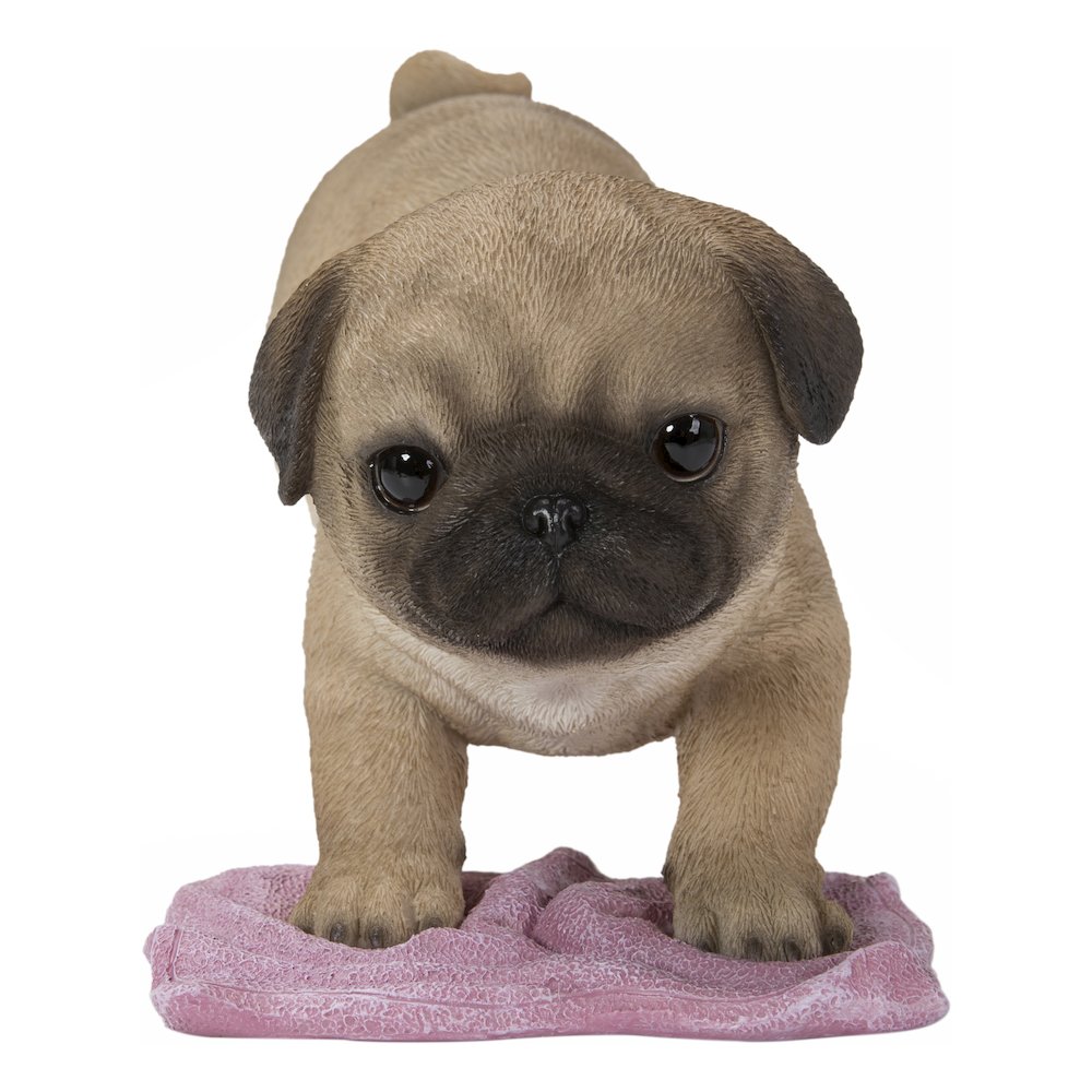 Pug Mopping The Floor. Picture 2