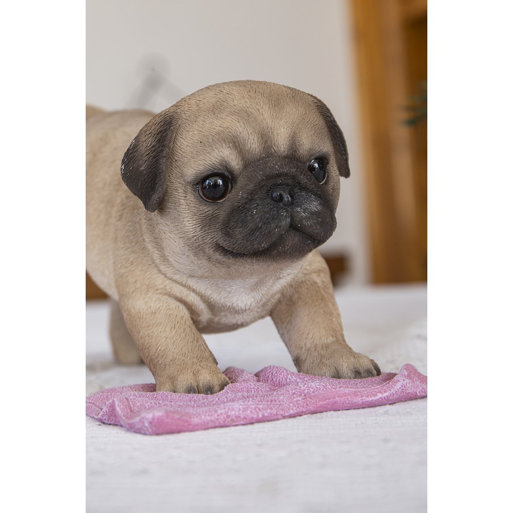 Pug Mopping The Floor. Picture 6