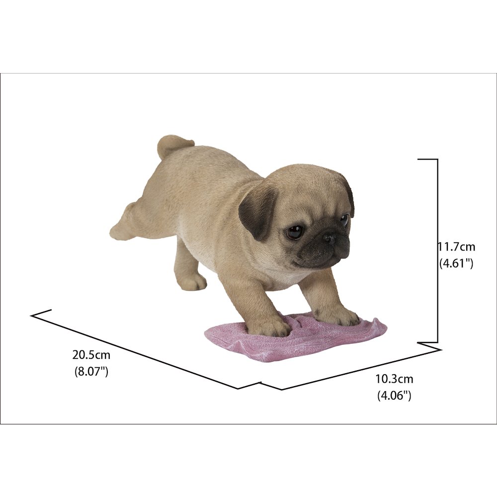 Pug Mopping The Floor. Picture 5