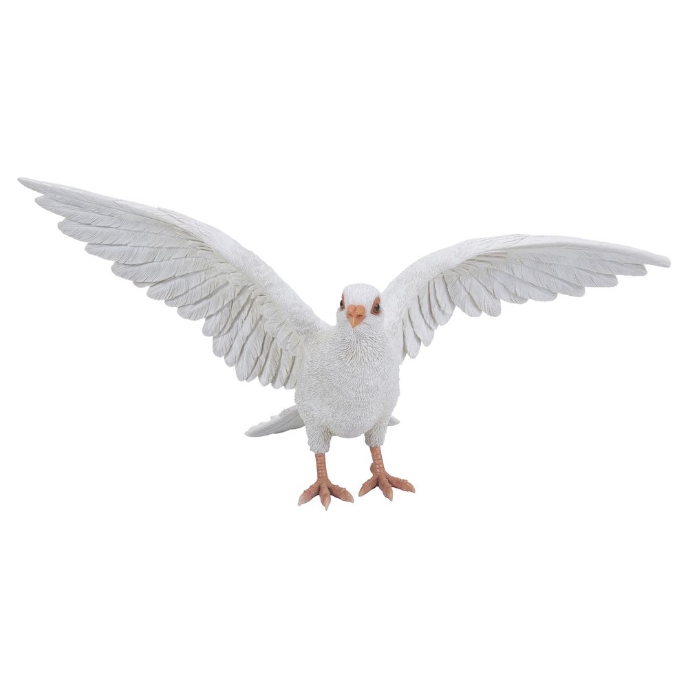 White Pigeon Spreads Wings. Picture 2