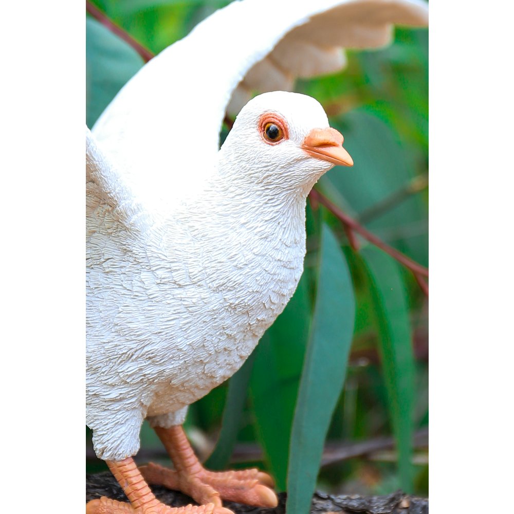 White Pigeon Spreads Wings. Picture 6