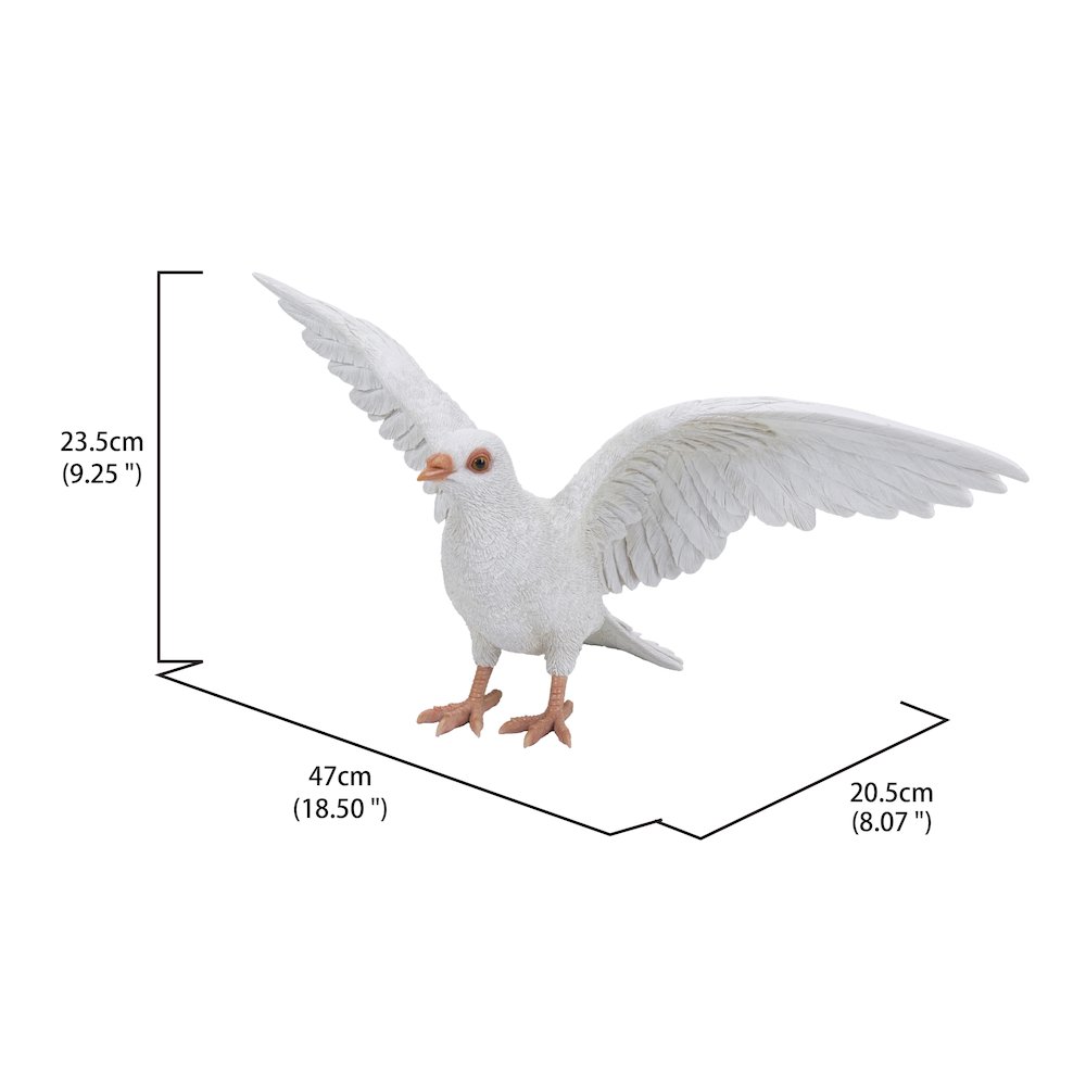 White Pigeon Spreads Wings. Picture 5