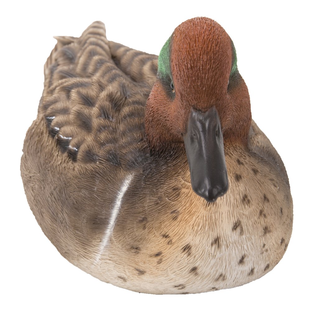 Large Mallard with Green Wing. Picture 2