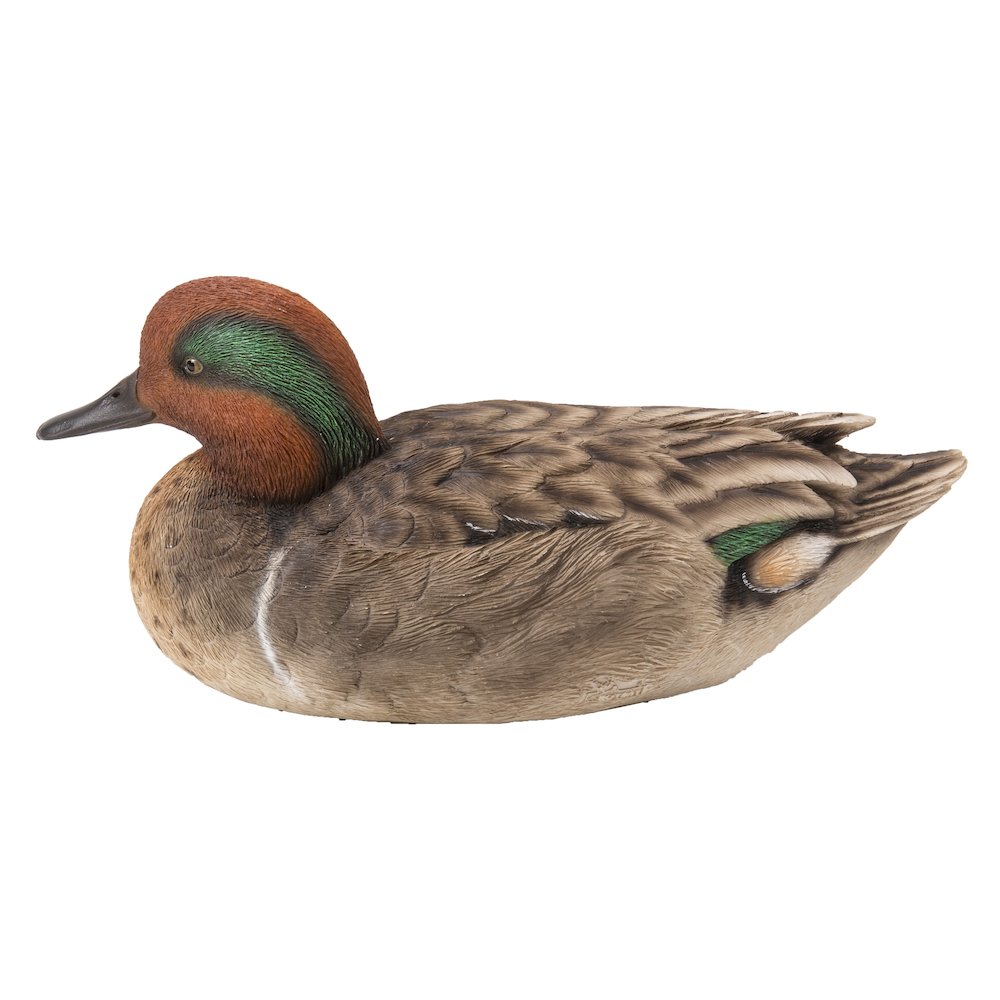 Large Mallard with Green Wing. Picture 3
