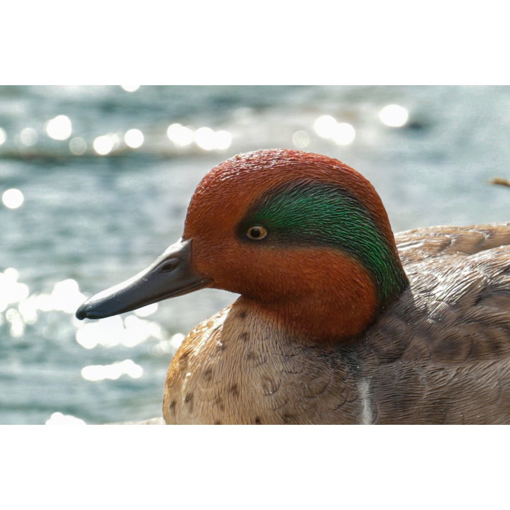 Large Mallard with Green Wing. Picture 6