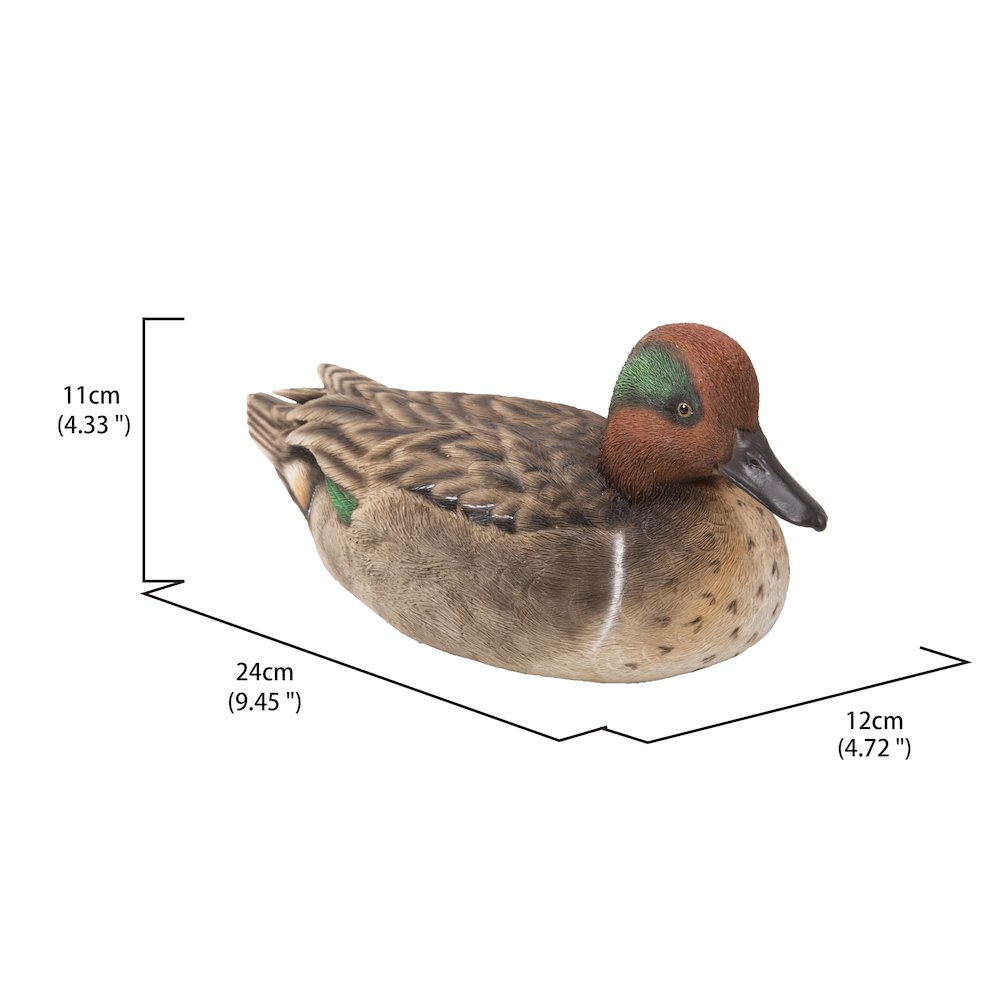 Large Mallard with Green Wing. Picture 5