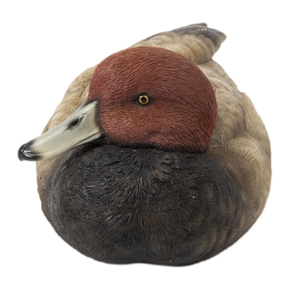 Mallard with Red Head. Picture 1