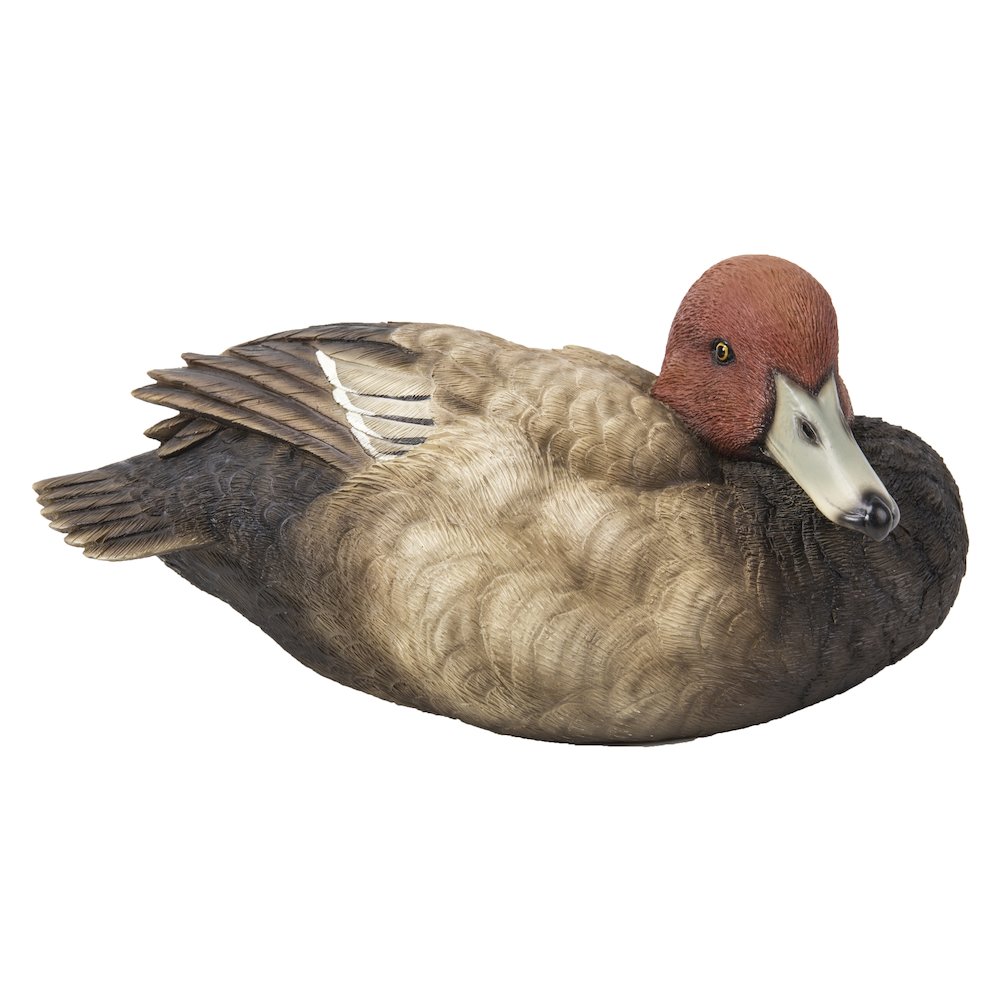 Mallard with Red Head. Picture 2
