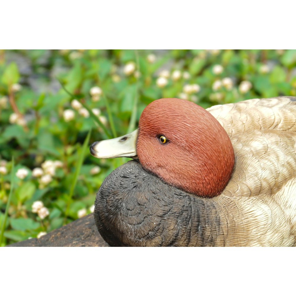 Mallard with Red Head. Picture 6