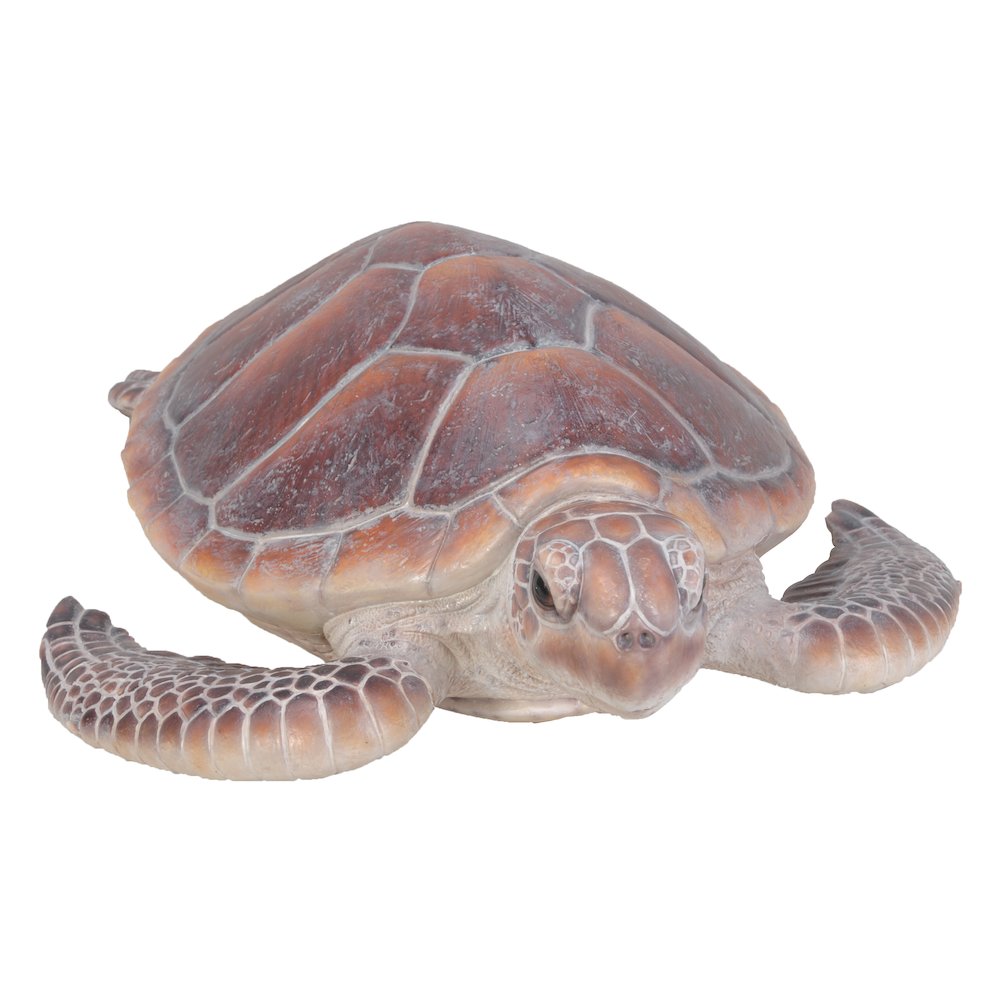 Large Sea Turtle. Picture 2