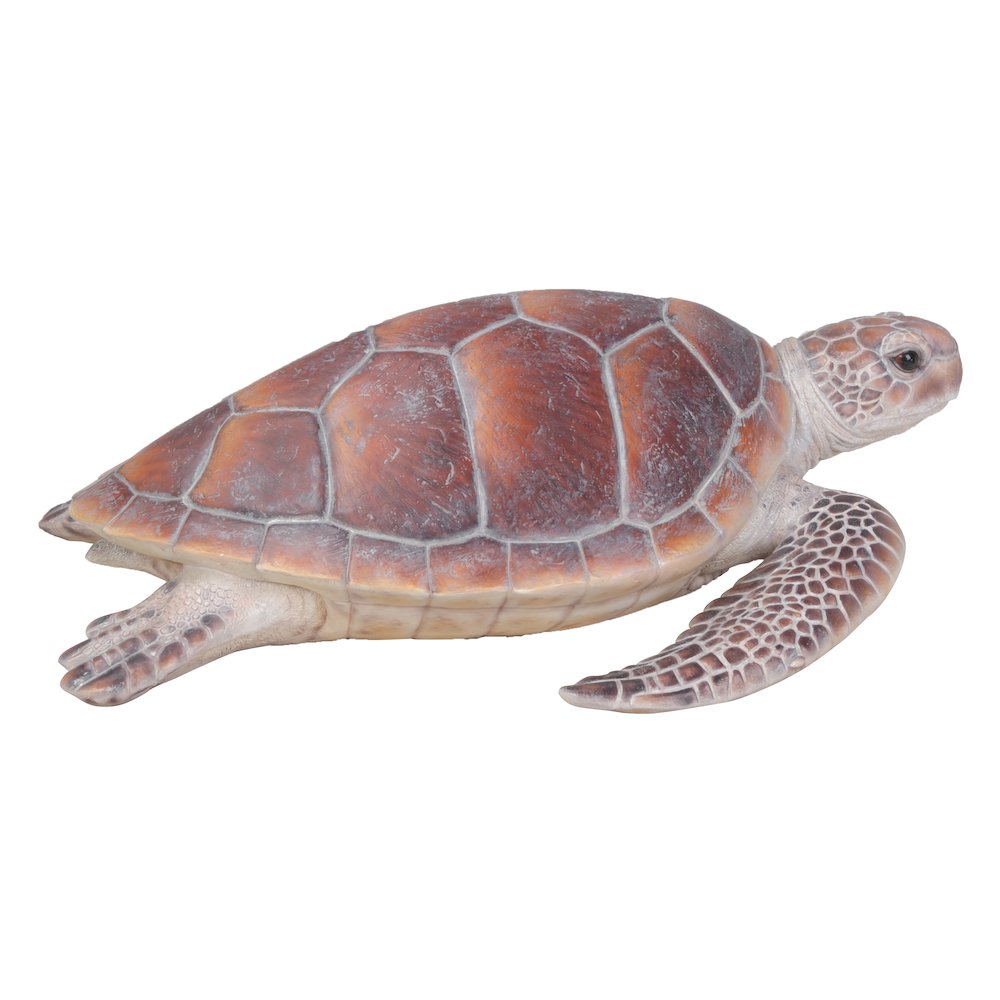 Large Sea Turtle. Picture 1