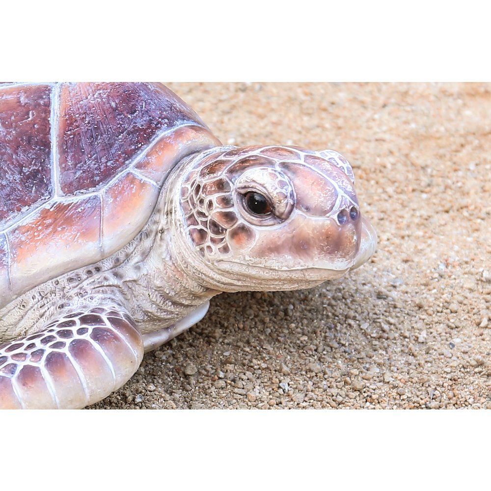 Large Sea Turtle. Picture 6