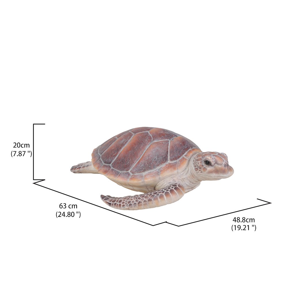 Large Sea Turtle. Picture 5